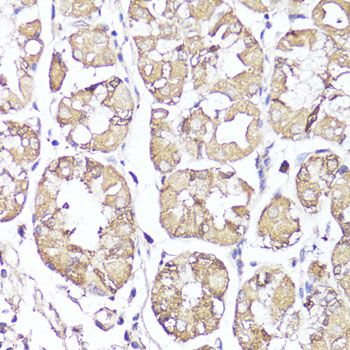 Immunohistochemistry - OPRK1 Polyclonal Antibody (144-60557)