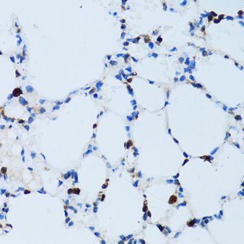 Immunohistochemistry - SPN antibody (144-06412)