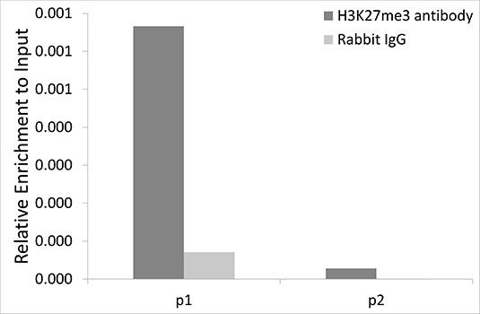 Immunofluorescence - TriMethyl-Histone H3-K27 pAb (144-02363)