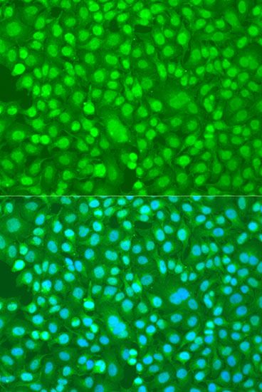 Immunofluorescence - PER1 antibody (144-08449)