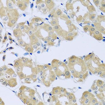 Immunohistochemistry - SYT4 antibody (144-07737)