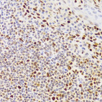 Immunohistochemistry - NASP Antibody (144-06938)
