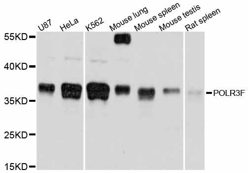 Western blot - POLR3F antibody (144-012224)