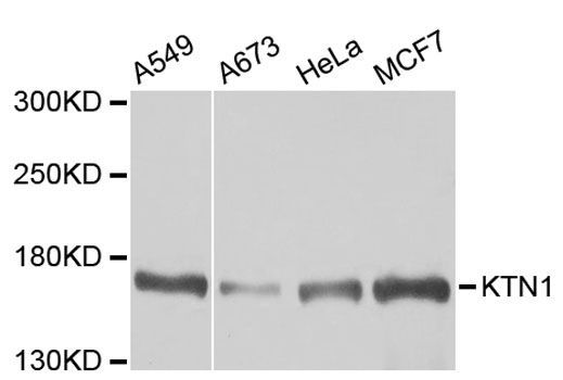 Western blot - KTN1 antibody (144-05879)