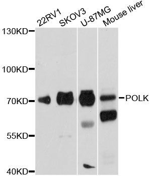 Western blot - POLK antibody (144-012052)
