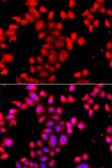 Immunofluorescence - OSGEPL1 antibody (144-08022)