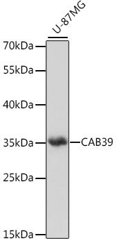 Western blot