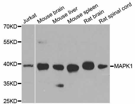 Western blot - MAPK1 Polyclonal Antibody (144-011186)