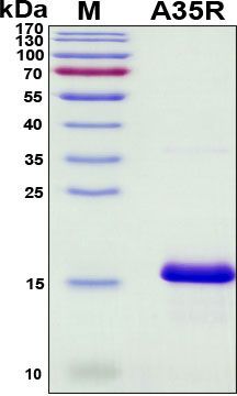 SDS-PAGE