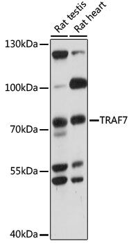 Western blot