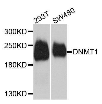 Western blot - DNMT1 Polyclonal Antibody (144-05495)