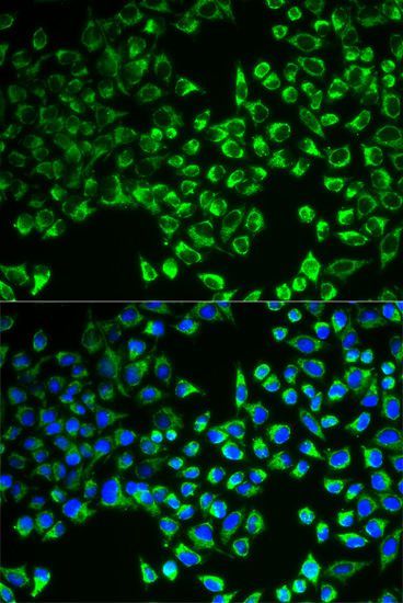 Immunofluorescence - CS antibody (144-05713)