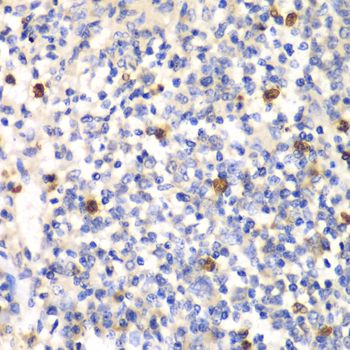 Immunohistochemistry - PSMD7 antibody (144-05356)