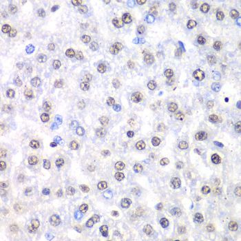 Immunohistochemistry - Nono Antibody (144-05282)