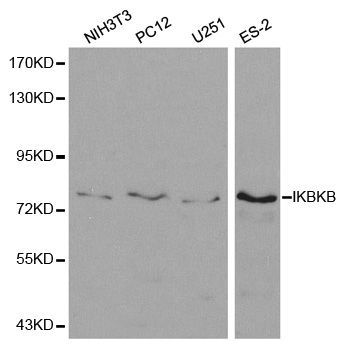 Western blot - IKBKB antibody (144-02087)