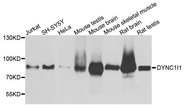 Western blot - DYNC1I1 antibody (144-03833)