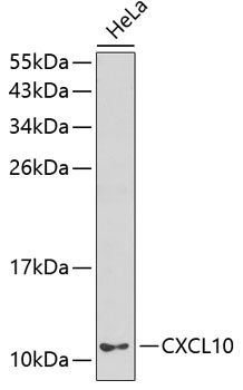 Western blot