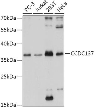 Western blot