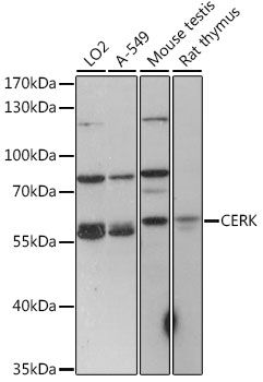 Western blot