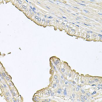 Immunohistochemistry - FABP12 antibody (144-09894)