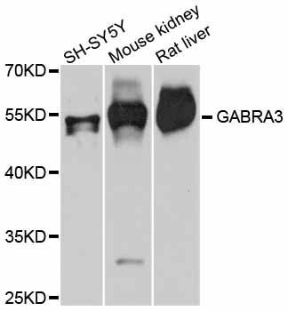Western blot - GABRA3 antibody (144-011636)