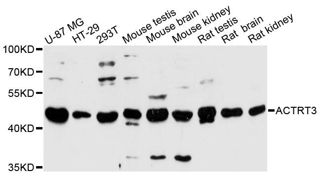 Western blot - ACTRT3 antibody (144-60234)