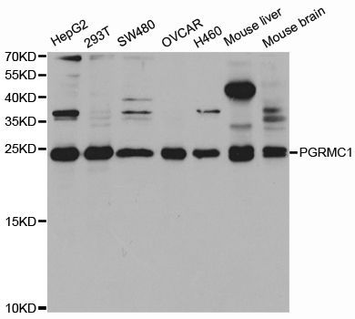 Western blot - PGRMC1 antibody (144-05619)