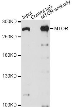 Immunofluorescence - mTOR Polyclonal Antibody (144-02445)