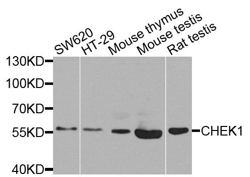 Western blot - CHEK1 Polyclonal Antibody (144-07653)