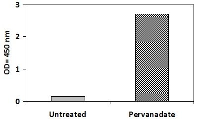 SYK Pervanadate Stimulation of Jurkat Cell Line