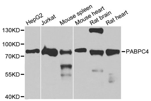 Western blot - PABPC4 antibody (144-05948)