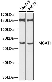 Western blot