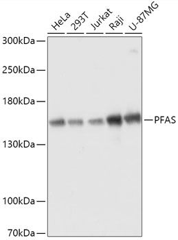 Western blot
