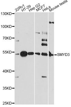 Western blot - SMYD3 antibody (144-014516)