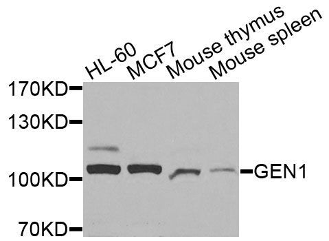 Western blot - GEN1 Polyclonal Antibody (144-10001)