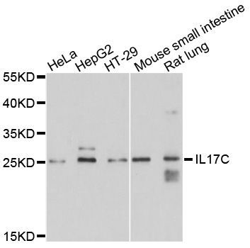 Western blot - IL17C Polyclonal Antibody (144-010587)