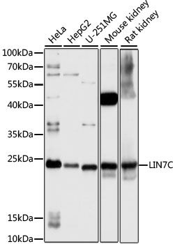 Western blot