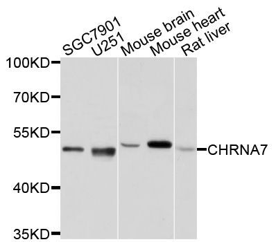 Western blot - CHRNA7 antibody (144-01588)