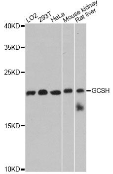 Western blot - GCSH antibody (144-60448)