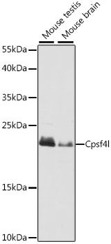 Western blot