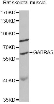 Western blot - GABRA5 antibody (144-60538)
