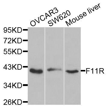 Western blot - F11R antibody (144-01241)