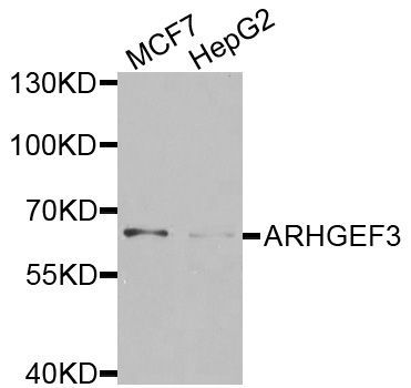 Western blot - ARHGEF3 antibody (144-08490)