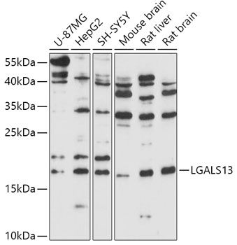 Western blot