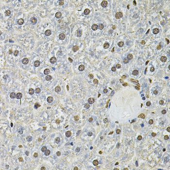 Immunohistochemistry - IFI16 Antibody (144-60546)