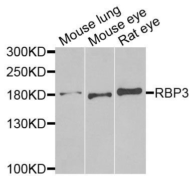 Western blot - RBP3 antibody (144-06403)