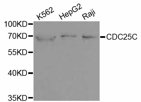 Western blot - CDC25C antibody (144-01672)