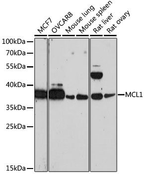 Western blot