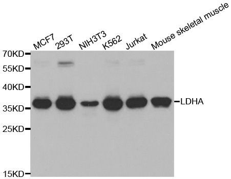Western blot - LDHA Polyclonal Antibody (144-01146)