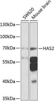 Western blot